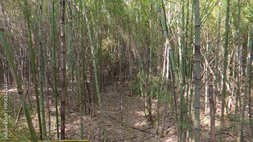Slowly Moving Through Dense Bamboo Grove, Immersive Green Forest Path in Japan (No People)