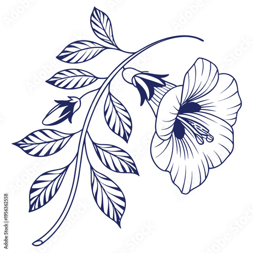 black and white blue pea flower