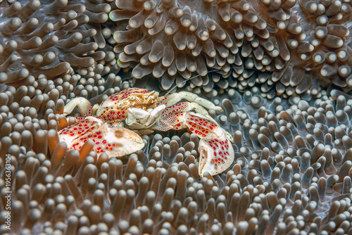 Canvas Print Porcelain crabs are decapod crustaceans