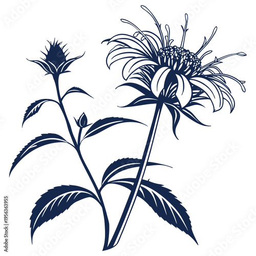 bee balm silhouette on white background