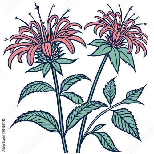 bee balm vector
