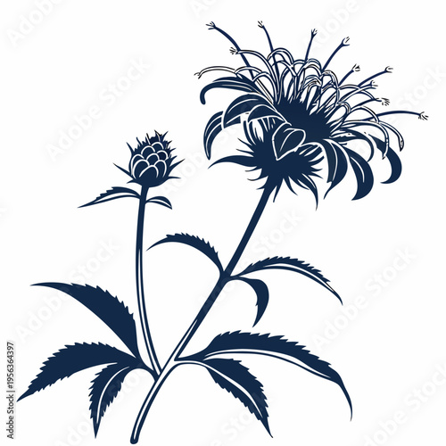 bee balm silhouette on white background