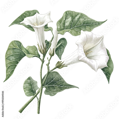 Datura Branch, watercolor clipart showcasing whimsical details and harmonious color flow, isolated on a white background.