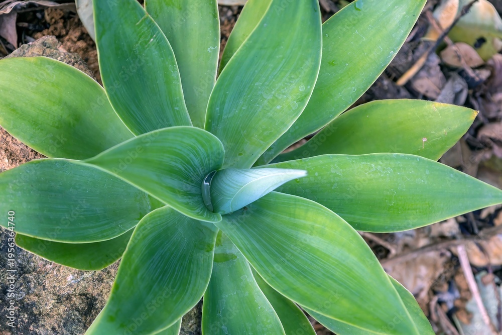 Obraz premium Foxtail agave, Agave attenuata, a tropical succulent plant, with focus on the center