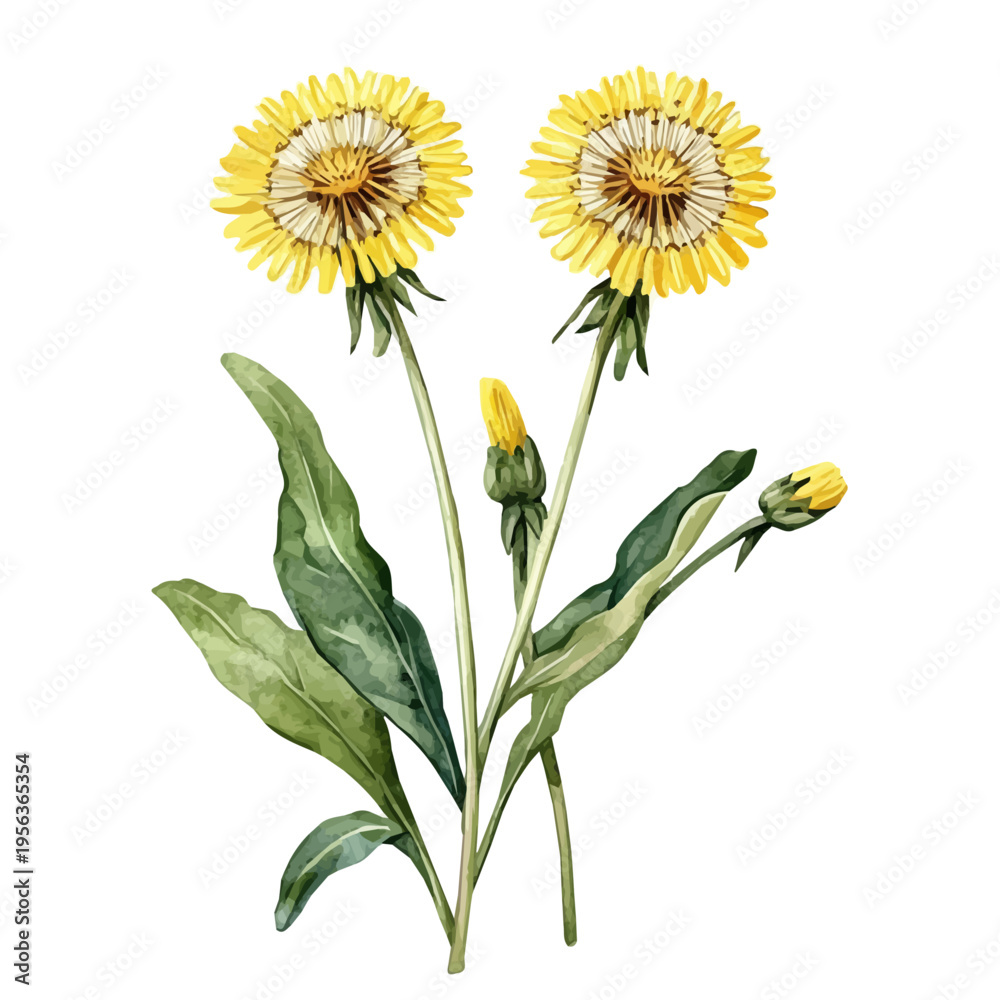 Fototapeta premium Dandelion Branch, watercolor artwork with bold brush accents and dynamic composition, isolated on a white background.