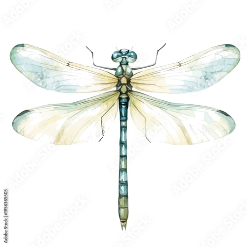 Damselfly, watercolor illustration featuring playful movement and lively expressions, isolated on a white background.