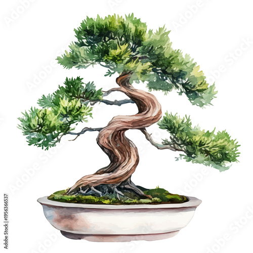 watercolor of Cypress Bonsai illustration graphic, isolated on a white background.