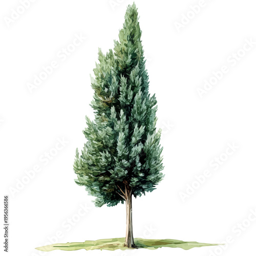 Cypress Tree, watercolor clipart showcasing whimsical details and harmonious color flow, isolated on a white background.