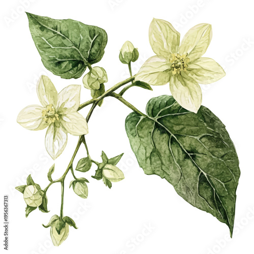 Cucumber Blossom Branch, watercolor painting capturing graceful lines and soft blended shades, isolated on a white background.