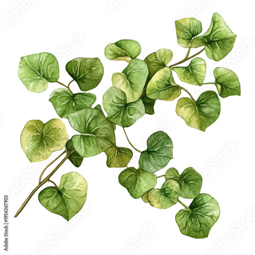 Foto watercolor of Creeping Jenny Branch illustration graphic, isolated on a white background