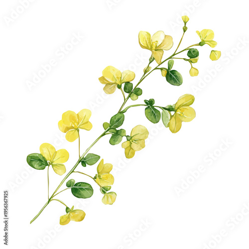 Photos watercolor painting of Creeping Jenny Branch, isolated on a white background
