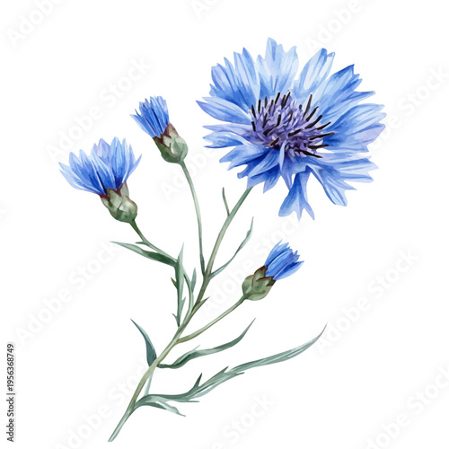 Tableau sur toile watercolor of Cornflower Branch illustration graphic, isolated on a white background
