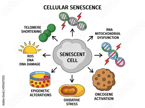 Cellular senescence process with DNA damage and telomere shortening factors