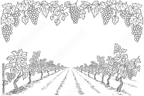 Vineyard with rows of grapevines and hanging grape clusters illustration