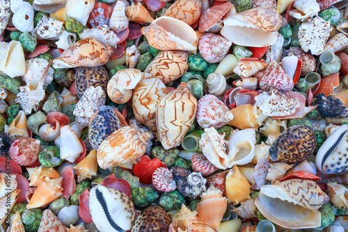 Many beautiful shells are gathered together outdoors