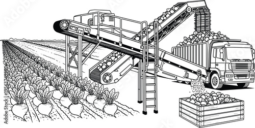 Modern agricultural harvesting machine, sugar beet harvest, mechanized farming technology, crop collection process, farm equipment, conveyor belt truck loading operation