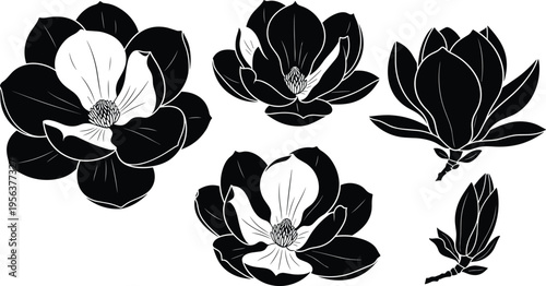Magnolia flower illustration, black and white floral art, botanical drawing, blooming magnolia design, elegant flower sketch, decorative floral artwork