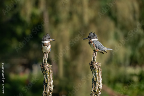 Kingfishers Perched on a Tree