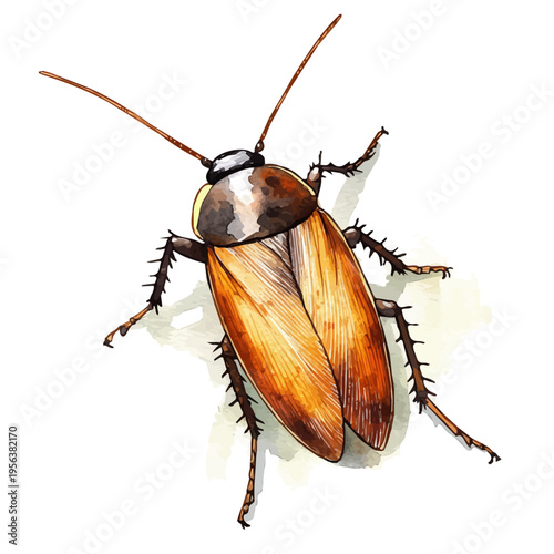 Cockroach, vibrant watercolor vector illustration with flowing and detailed brush strokes, isolated on a white background.