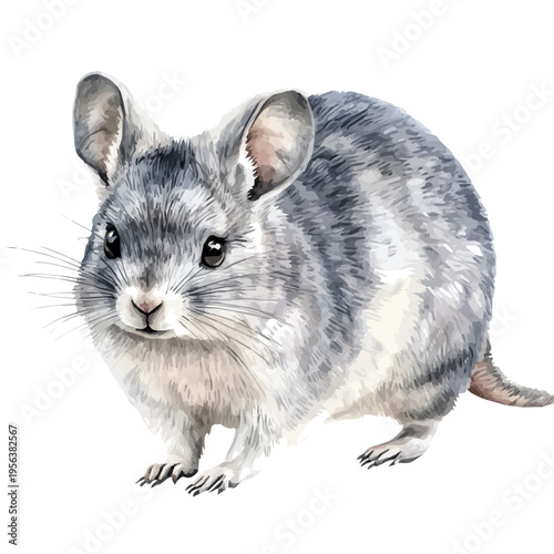 watercolor graphic of Chinchilla, isolated on a white background.
