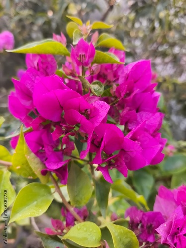 Vibrant pink bougainvillea blooms in a sunny garden