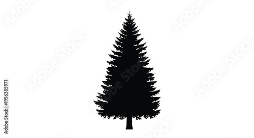 Silhouette of a tall coniferous evergreen tree against a white background