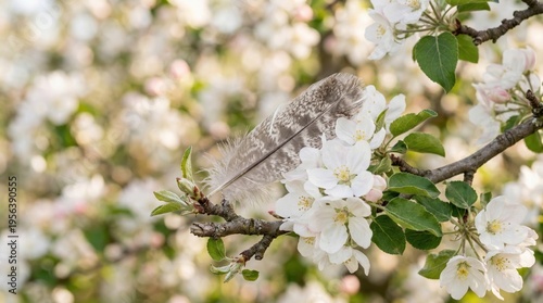 Apple Tree Blossoms and a Small Feather in Spring