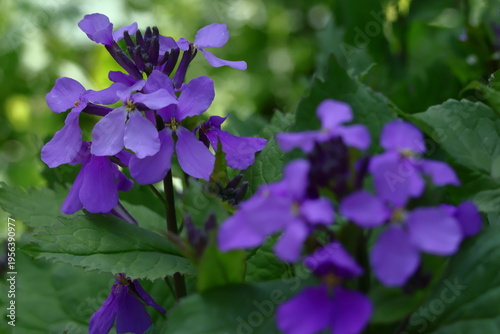 野原一面紫色の花畑