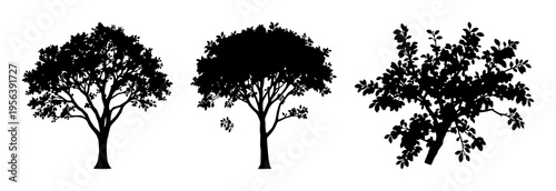 Deciduous tree silhouette set with a wide, spreading canopy and small oval leaves featuring minimalist design, clean lines, and high contrast with a flat composition and black and white colors
