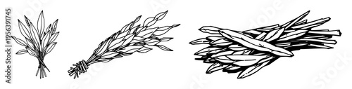 Sage sticks set with abstract line art bundle of dried sticks on white background featuring sage, dried, smudge stick with black ink and minimalist illustration