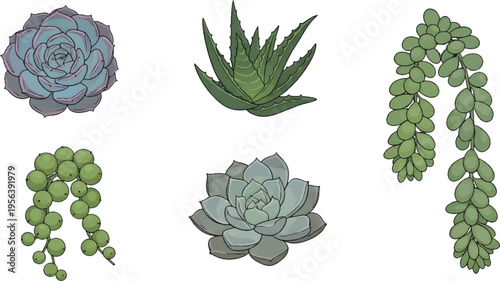 Vector Illustration Hand-drawn Succulent Plants Collection