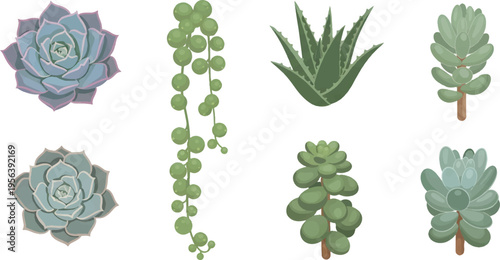 Vector Illustration Set of various succulent plant illustrations