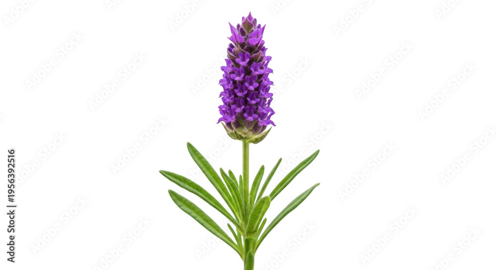 Obraz premium Single lavender flower sprig with purple flower with lavender transparent background