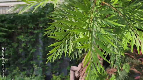 Real time video 4k footage. Green fern-like leaves move in the wind