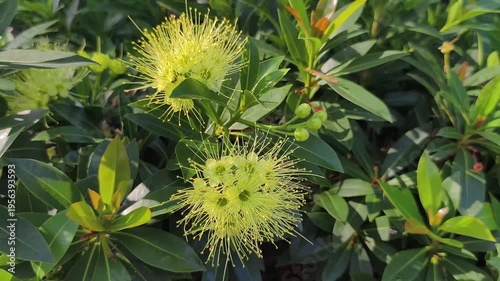 Real time video 4k footage. Yellow Xanthostemon flowers bloom in the sun