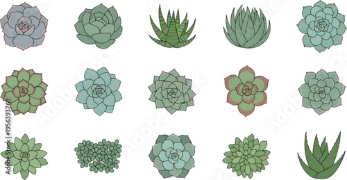 Vector Illustration Collection of Various Succulent Plant Illustrations