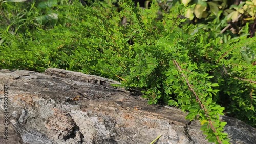 Real time video 4k footage. Lush green bushes sit beside a stone path in the morning sun