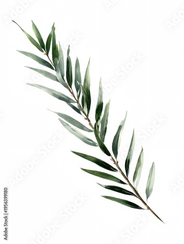 Delicate watercolor branch with slender green leaves