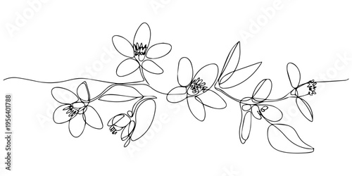 Oranges Flower continuous one line drawing, Elegant continuous line drawing of Mock Orange blossoms and foli, Minimalist Orange Rose Continuous One Line Art Floral Background Pattern, pro vector pro.