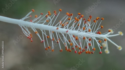 Close-up of a white flower stamen.