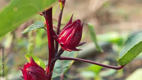 Roselle flowers on the plant	