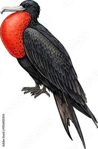 Fregata magnificens illustration art