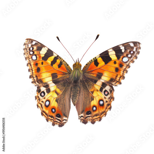 A colorful butterfly with vibrant wings on transparent background