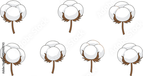 Vector illustration of cotton bolls with fluffy white fibers and brown bracts for agricultural and botanical design