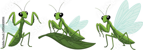 Vector illustration of green praying mantises with wings and forelegs in defensive and resting poses for nature design