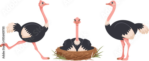 Vector illustration of ostriches running, nesting, and standing with black bodies and pink necks for wildlife design