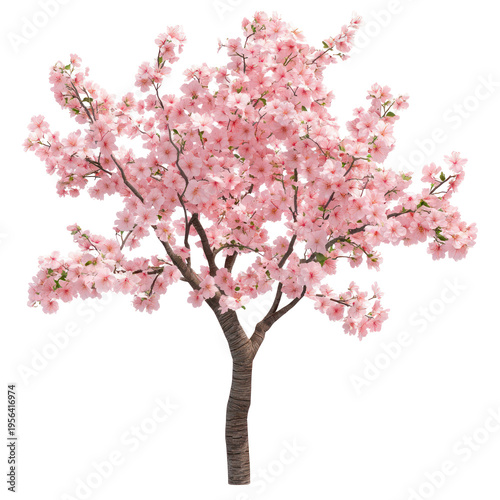 A beautiful cherry blossom tree on transparent background