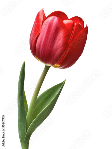 A vibrant red tulip standing alone on transparent background