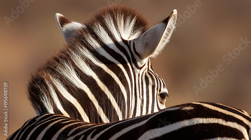 Close-up portrait of a zebra from behind, showcasing its distinctive black and white stripes and expressive eye, in natural light