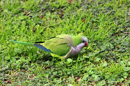 Monk parakeet, Myiopsitta monachus, feeding in Athens Greece.